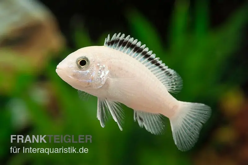 Weisser NKAHLI-Labidochromis, Labidochromis spec. NKAHLI, 3,5-5 cm