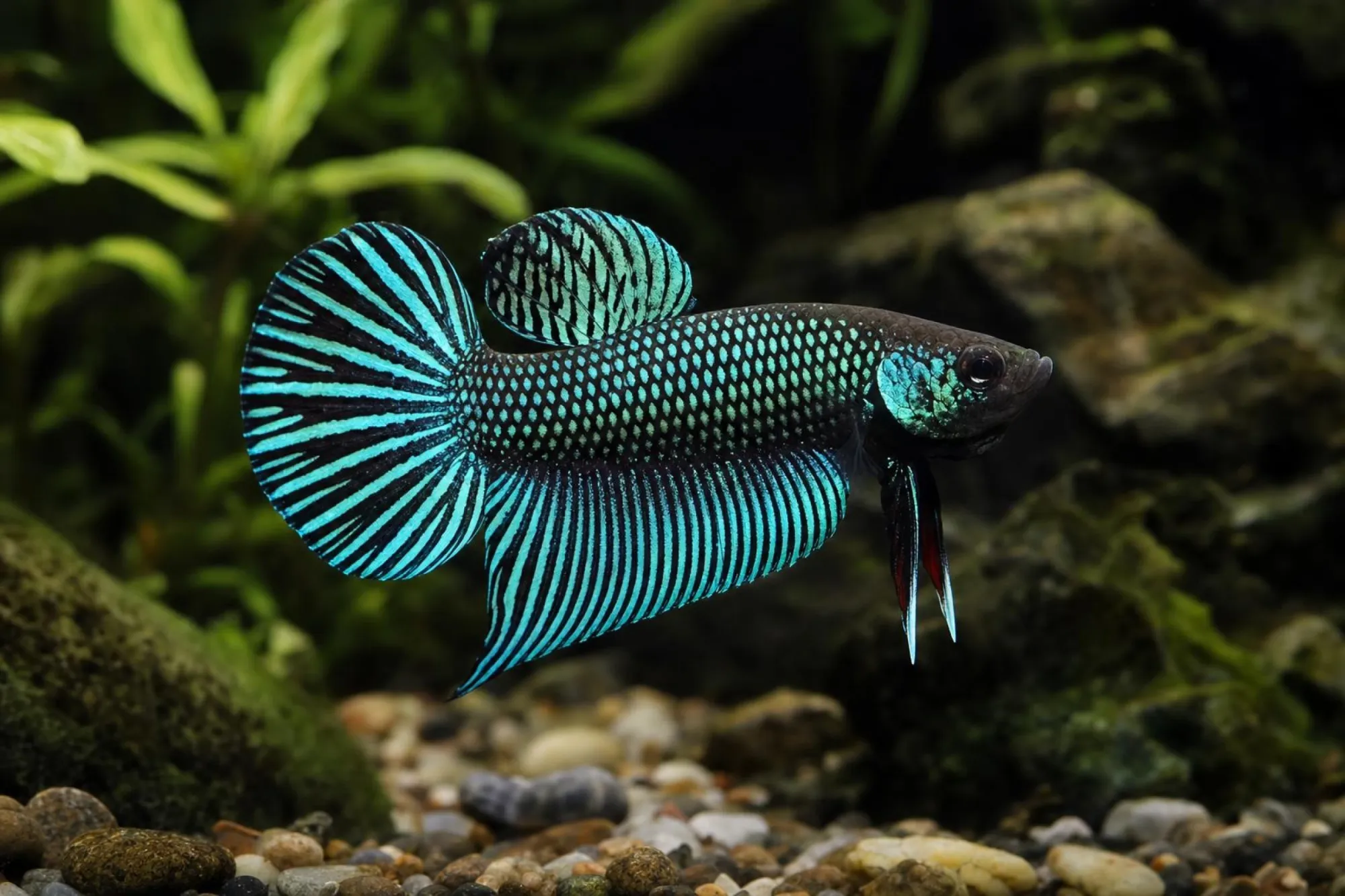 Mahachai-Kampffisch, Betta mahachaiensis