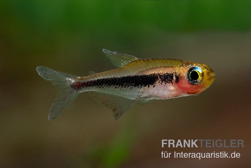 Tucanosalmler, Tucanoichthys tucano