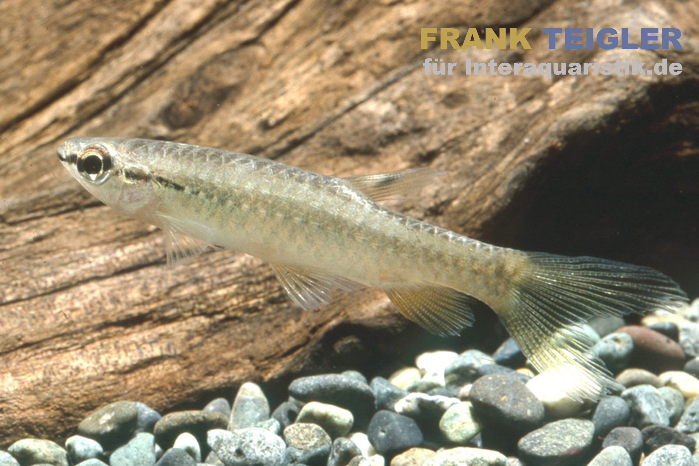 Schuppenflecksalmler, Pyrrhulina brevis