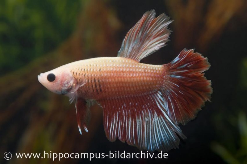 Halfmoon Kampffisch mirabell, Männchen, Betta splendens