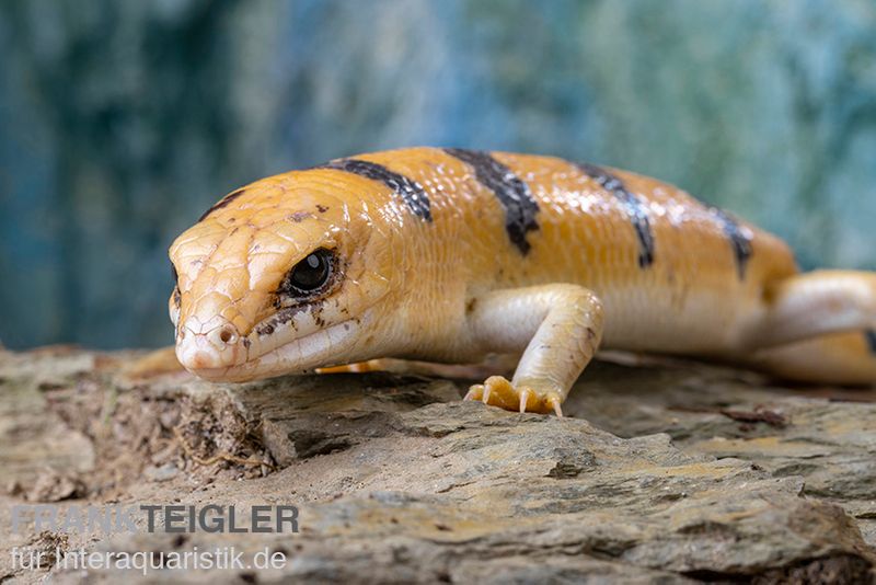 Tunesischer Nachtskink, Scincopus fasciatus