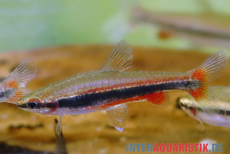 Längsband-Ziersalmler, Nannostomus beckfordi