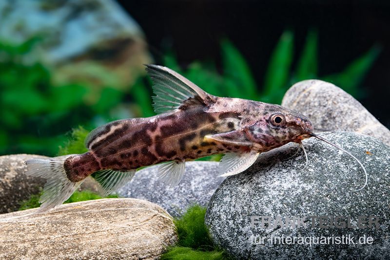 Greshoffs Fiederbartwels, Synodontis greshoffi