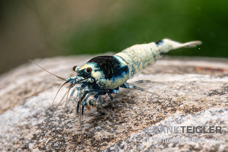 Mosura King Kong Garnele, Caridina spec. (Taiwan Bee)