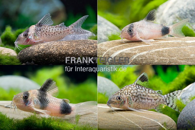 15x Panzerwels im Mix, Corydoras sp.