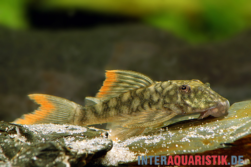 Orinoko-Guyanaharnischwels, Guyanancistrus guahiborum "L106"