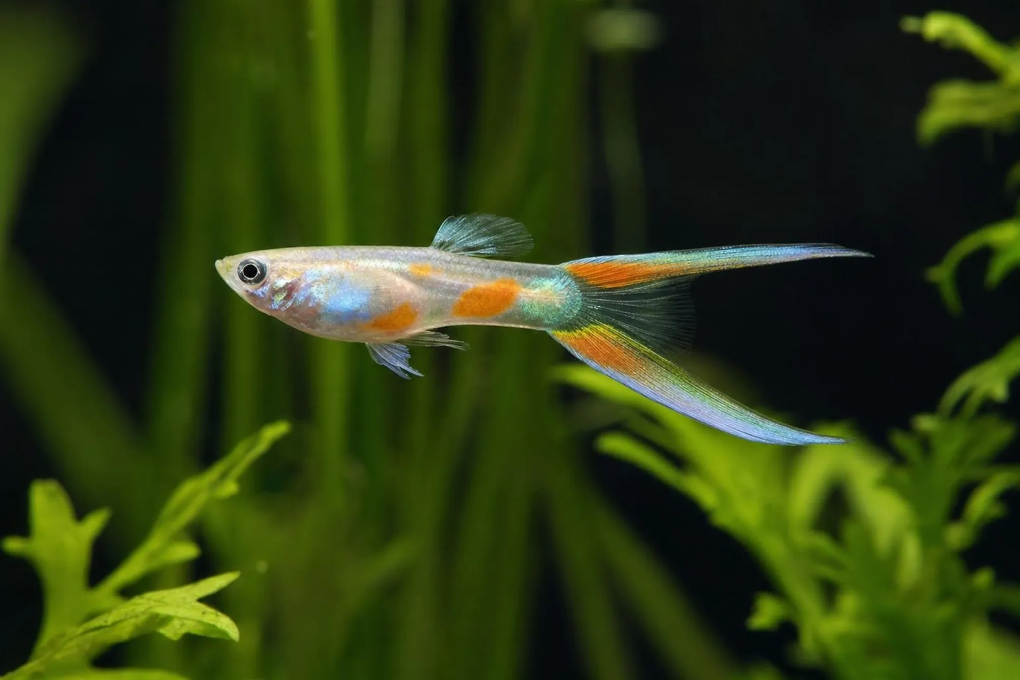 Guppy „Gabelschwanz Neon“, Männchen, Poecilia reticulata