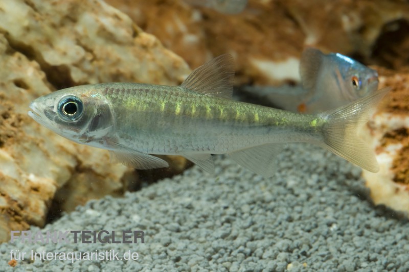 Japanischer Drachenfisch, Zacco platypus (Kaltwasser & Warmwasser)