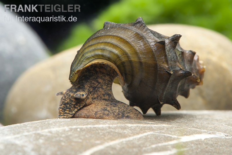 Igelschnecke, Brotia armata