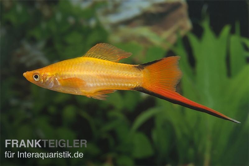 Schwertträger Komet Orange, Xiphophorus helleri, Zufällig ausgewählt