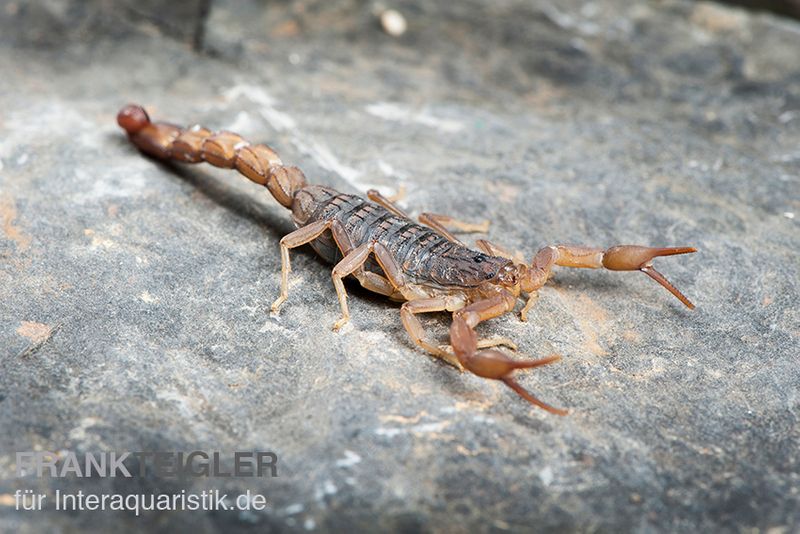 Afrikanischer Skorpion, Hottentotta hottentotta