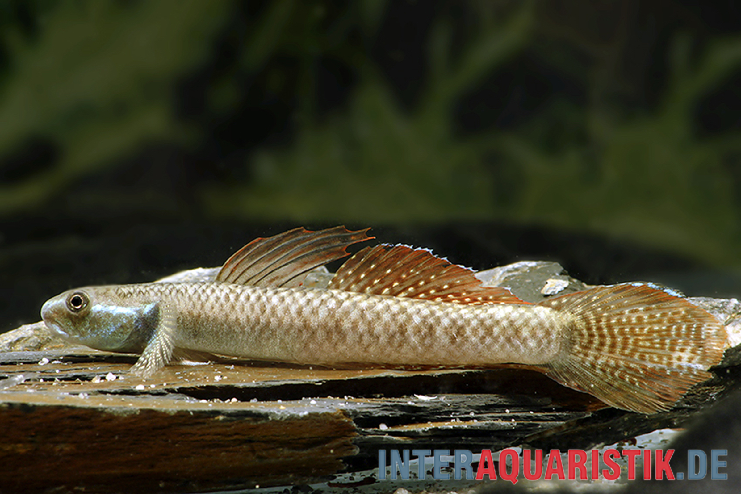 Seitliche Aufnahme einer rotgesprenkelten Grundel