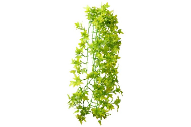 Hobby Climber Ivy, 70 cm