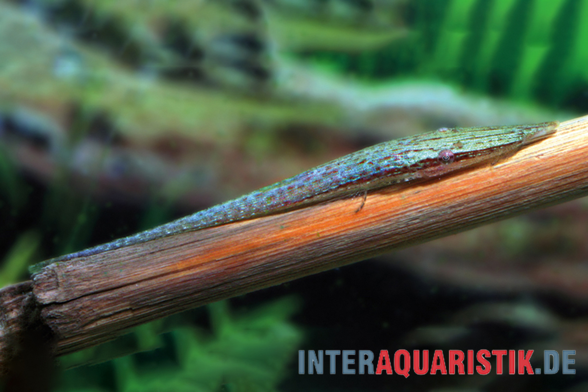 Blaugrüne Grundel auf Wurzel im Aquarium