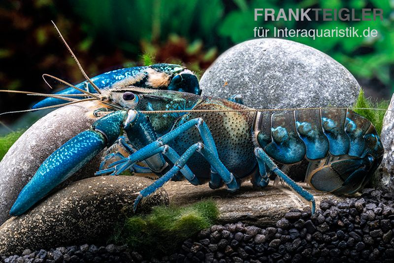 Blauer Papua-Flusskrebs, Cherax communis, Zufällig ausgewählt