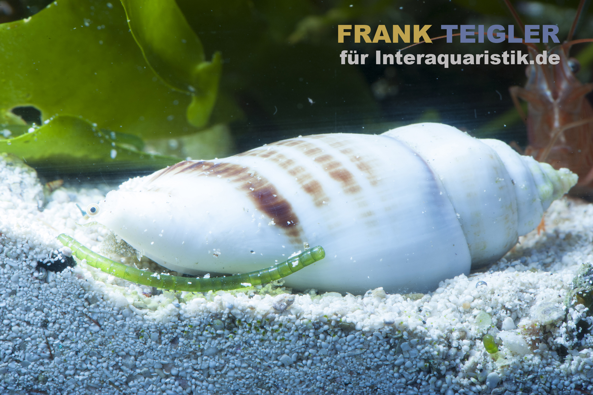 Kegelfechterschnecke Conomurex luhuanus mit weißlich-braunem gewundenem Gehäuse auf feinem Sand im Meerwasseraquarium, geeignet für Meerwasserbecken (Hersteller: Meerwasser @Interaquaristik)