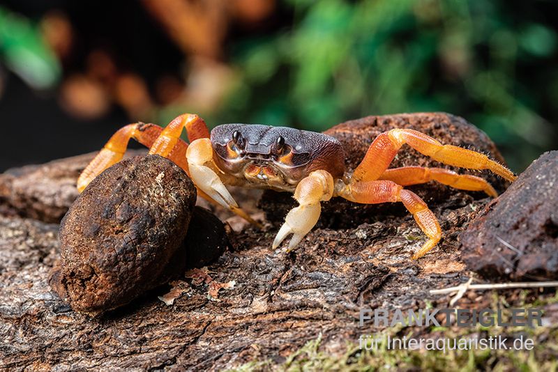 Lila Weihnachtsinselkrabbe, Gecarcoidea humei, klein, Paar (1 Männchen + 1 Weibchen)