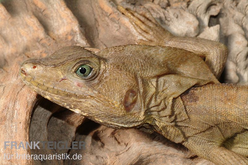 Streifenbasilisk, Basiliscus vittatus, Ohne Geschlechtsauswahl