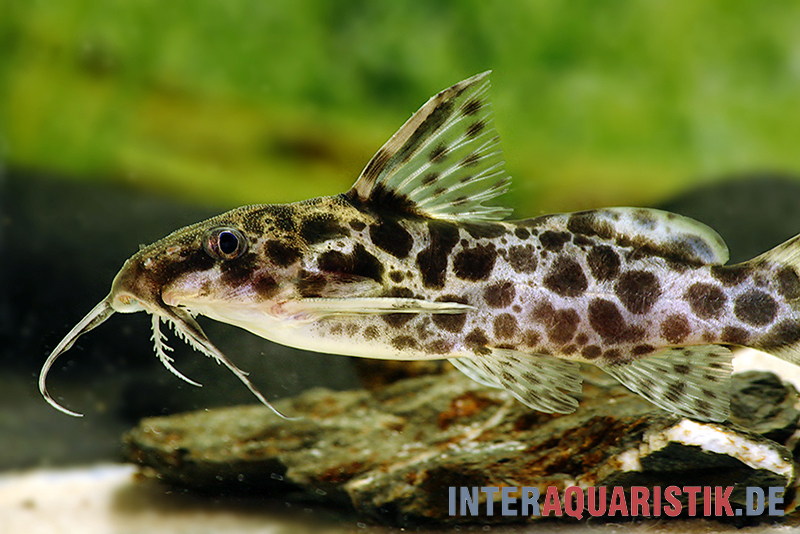 Scherenschwanz-Fiederbartwels, Synodontis soloni