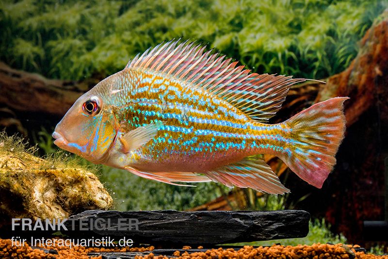 Rio-Negro-Erdfresser, Geophagus winemilleri