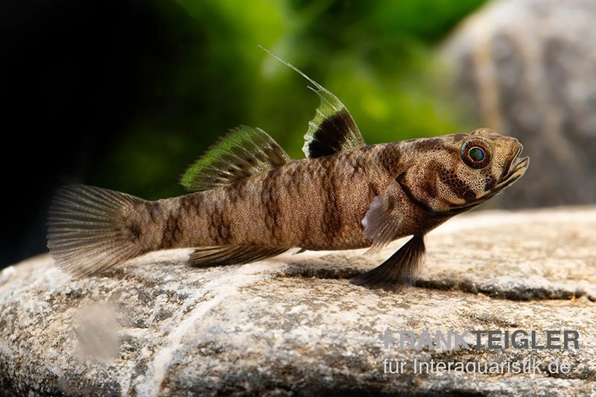 Adeia-Grundel, Mugilogobius adeia
