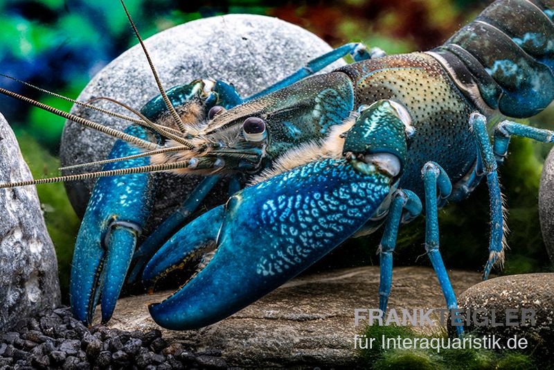 Blauer Papua-Flusskrebs, Cherax communis, Zufällig ausgewählt