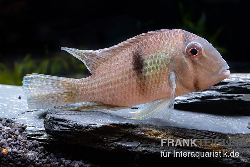 Dacrya-Sattelfleckenbuntbarsch, Guianacara dacrya / Geophagus dacrya