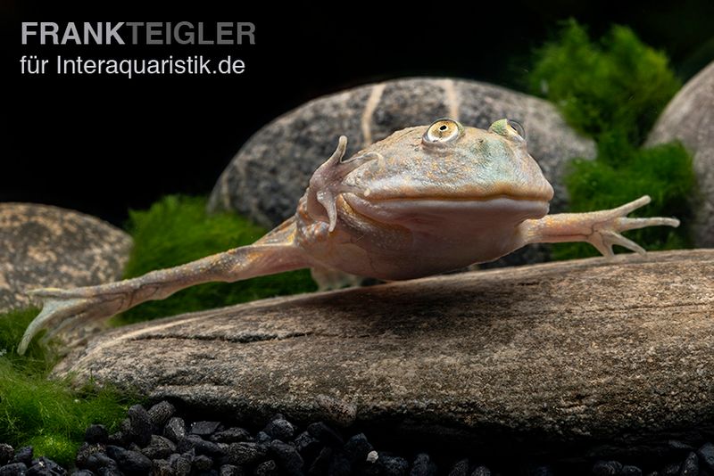 Budgett`s-Frosch, Lepidobatrachus laevis