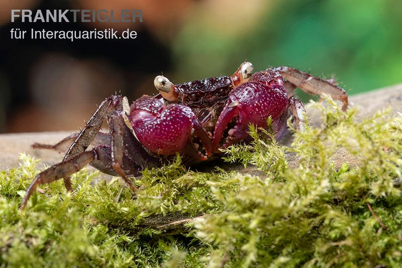 Blue Devil Vampirkrabbe, Geosesarma dennerle sp. blue, Paar (1 Männchen + 1 Weibchen)