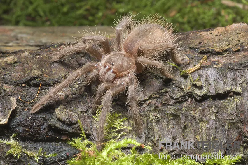 Brasilianische Riesenvogelspinne, Lasiodora parahybana