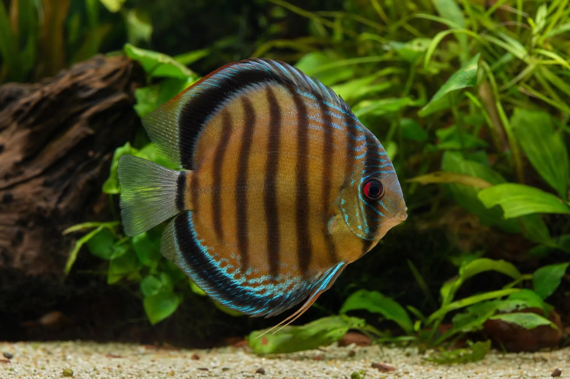 Diskus „Red Pearl“, Symphysodon aequifasciatus, ca. 6,0 cm