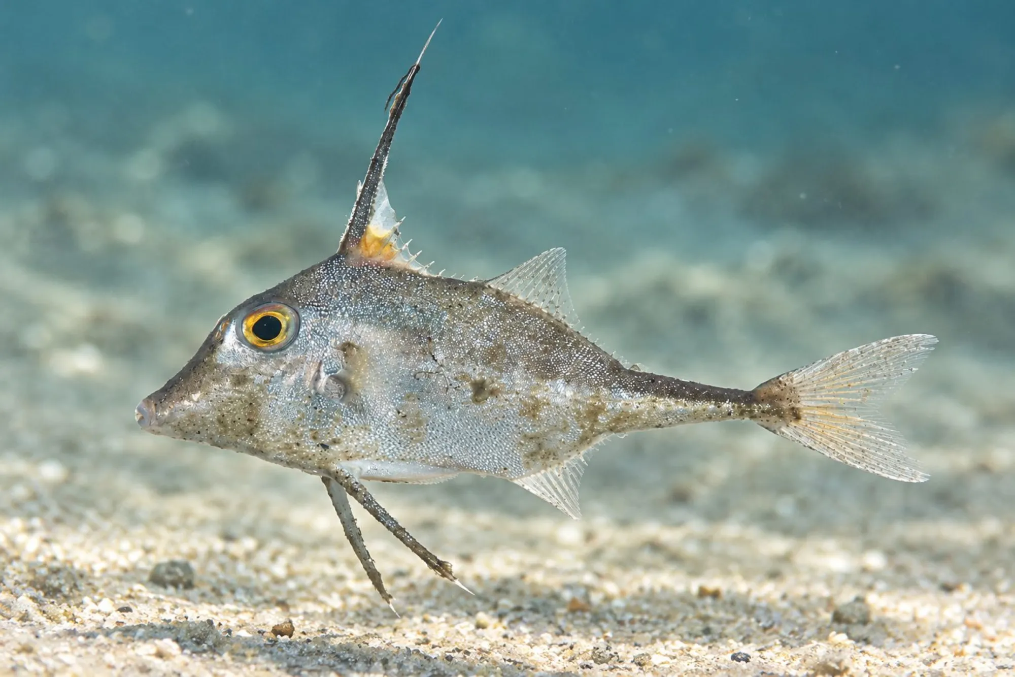 Dreistachler, Tripodichthys blochii