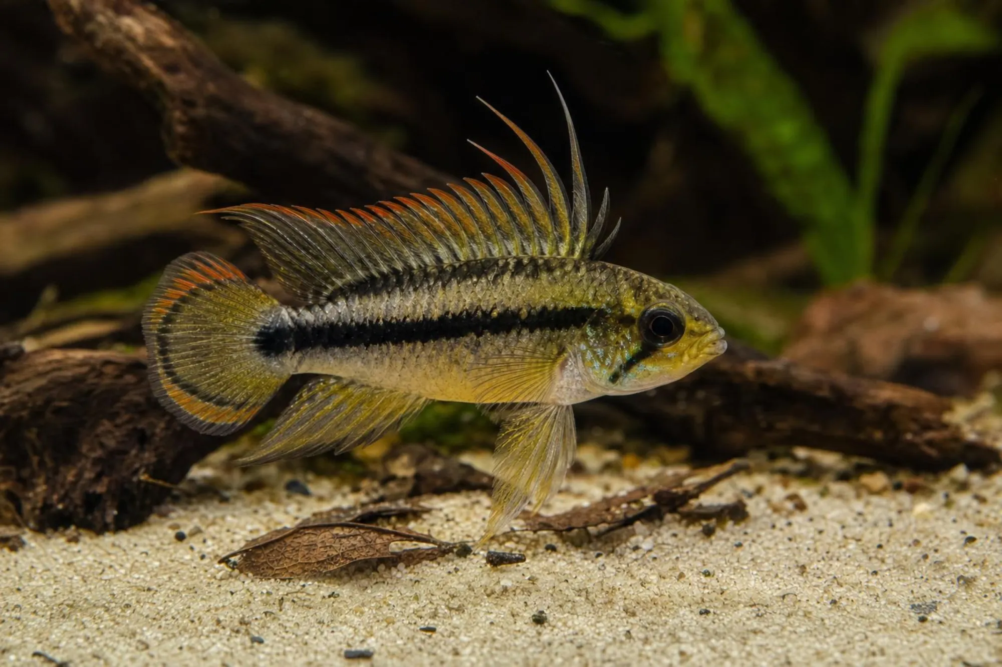 Kakadu-Zwergbuntbarsch, Grundform, Apistogramma cacatuoides, ca. 3,0-4,0 cm