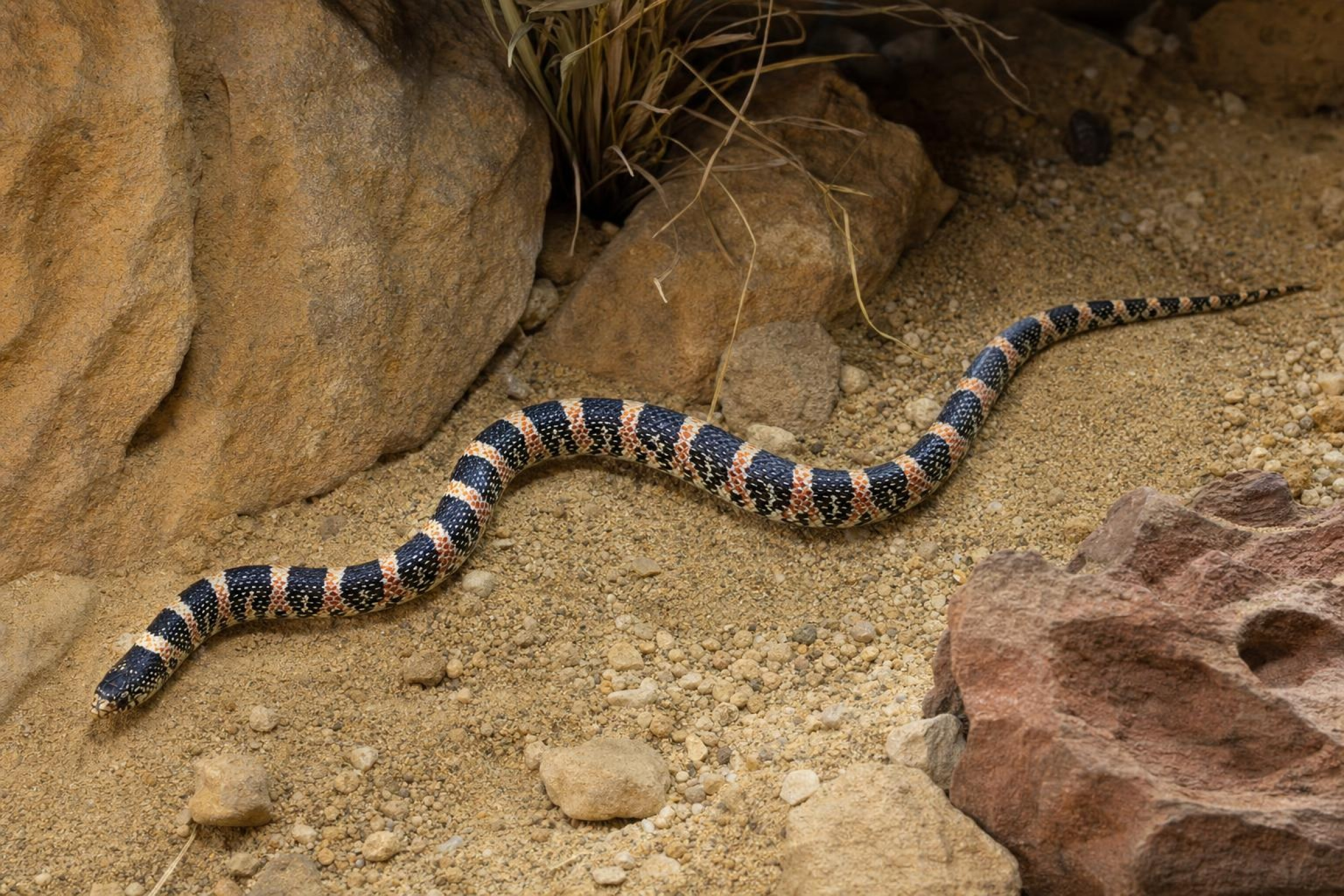 Langnasennatter, Rhinocheilus lecontei