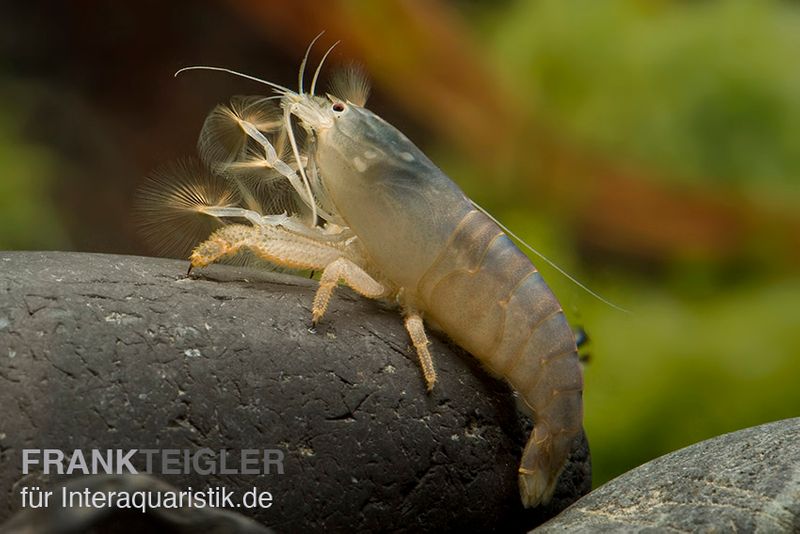 Blaue Monsterfächergarnele, Atya gabonensis, Größe S (3-4 cm)