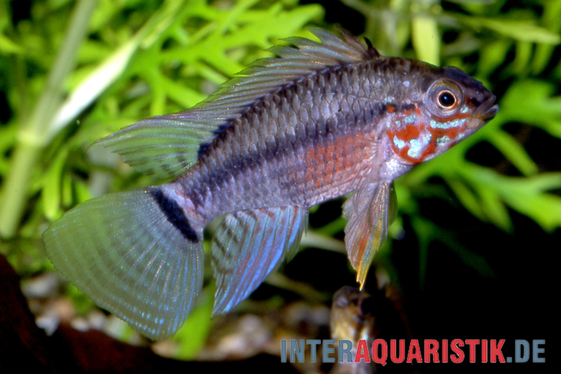 Bunter Zwergbuntbarsch im Aquarium Nahaufnahme eines bunten Zwergbuntbarschs