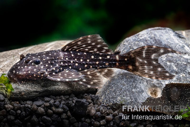 Mustang Cactus Pleco, L452 Pseudacanthicus sp.