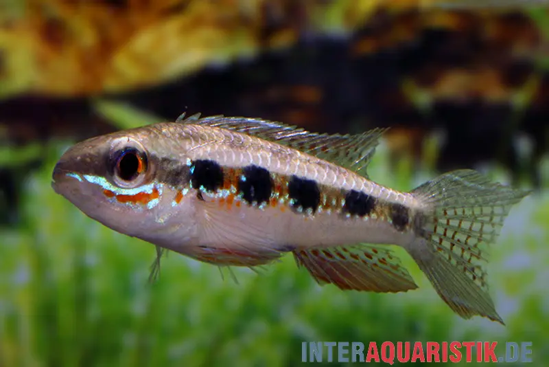 Gabelschwanz-Schachbrettbuntbarsch, Dicrossus filamentosus