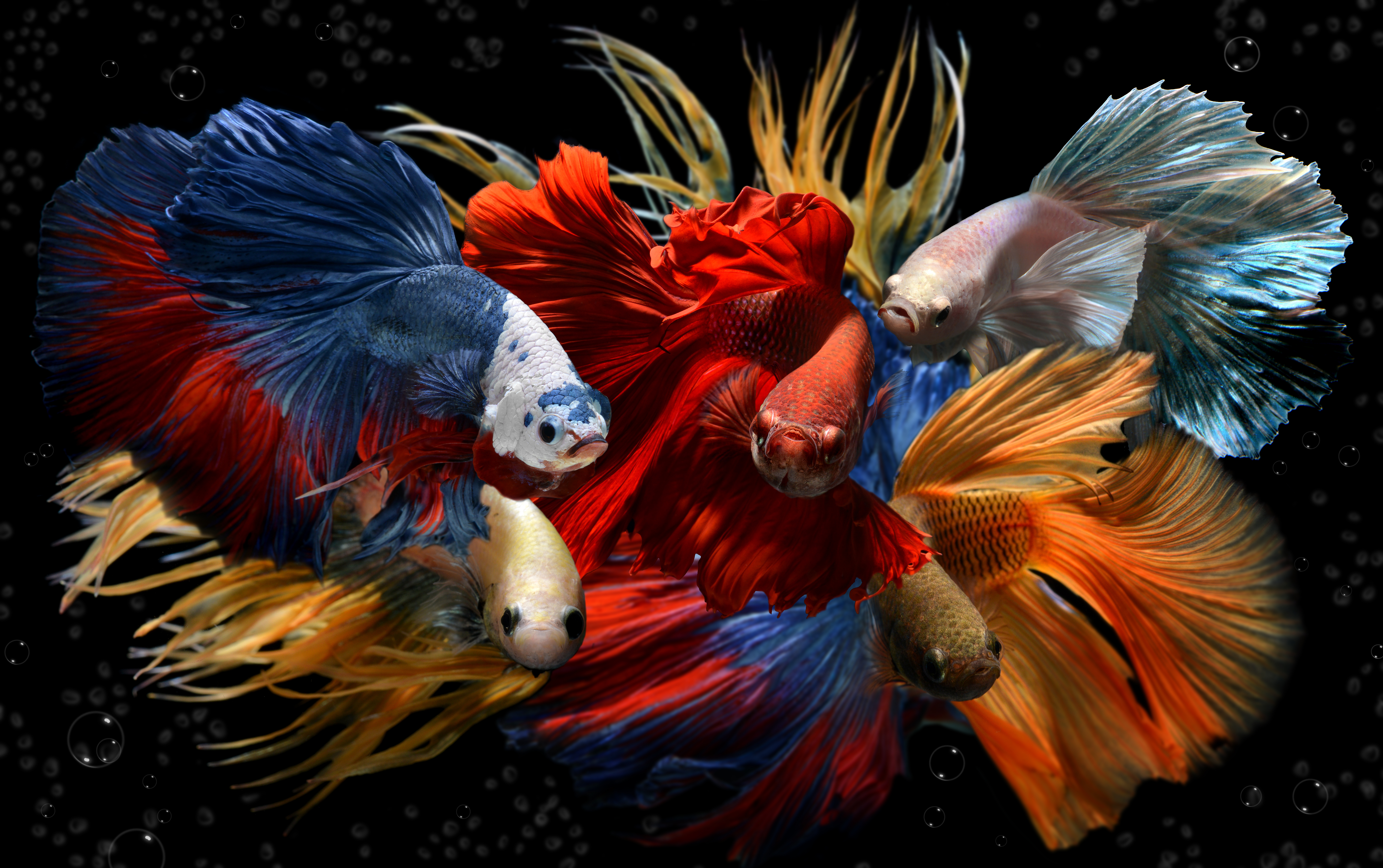 Betta splendens züchten – Voraussetzungen, Ablauf und typische Fehler