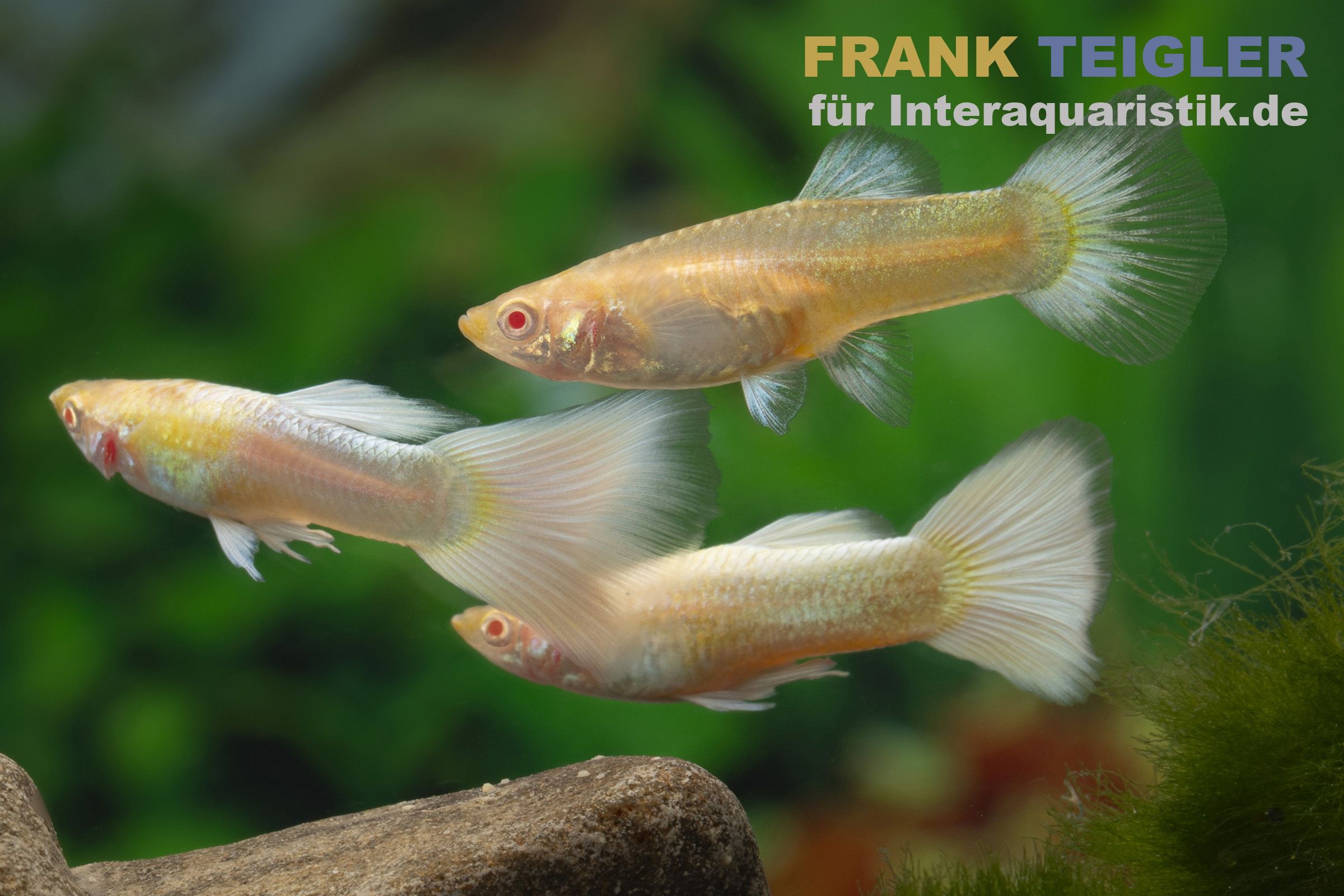 Guppy platinum Albino, Poecilia reticulata, paarweise