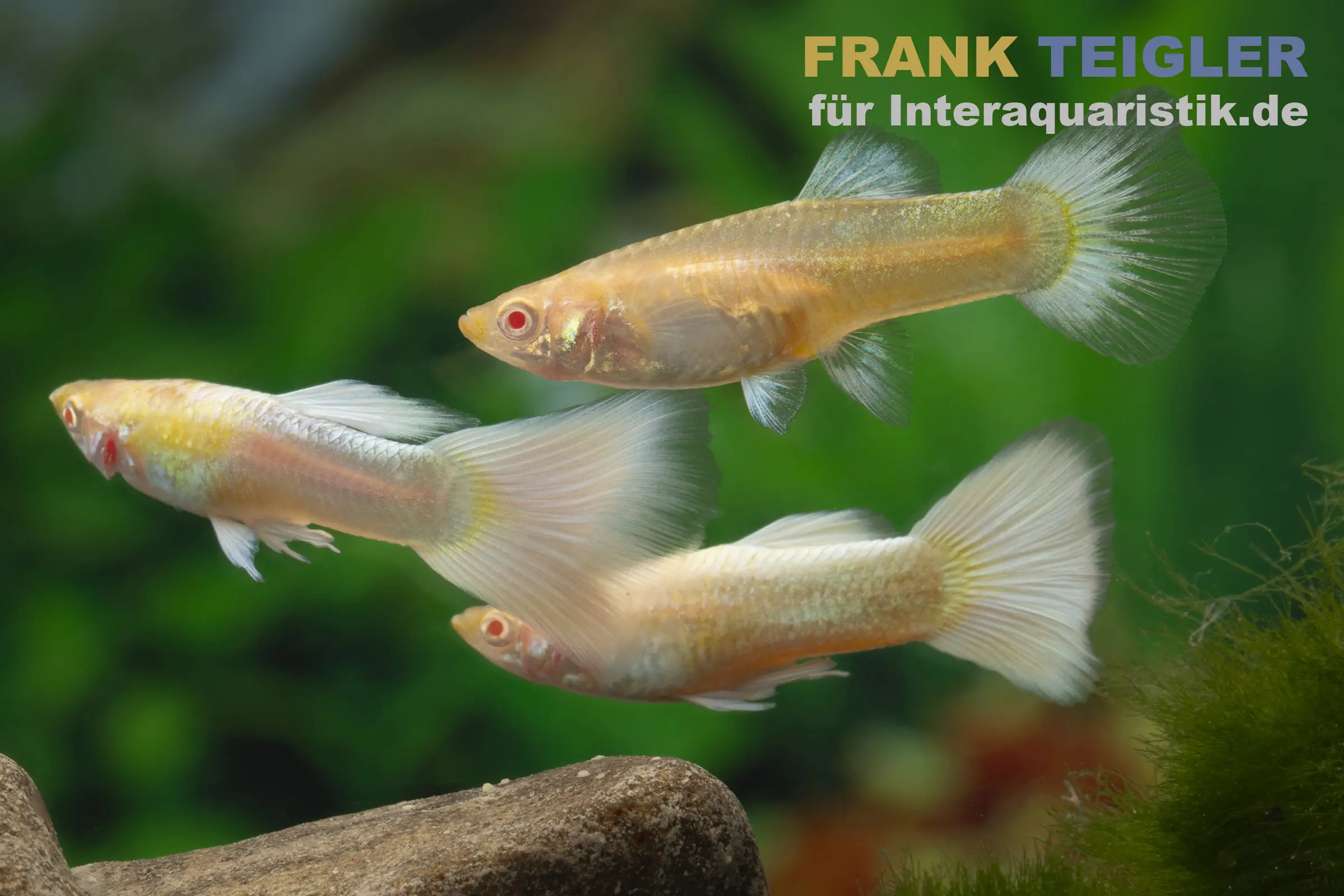 Guppy platinum Albino, Poecilia reticulata, paarweise