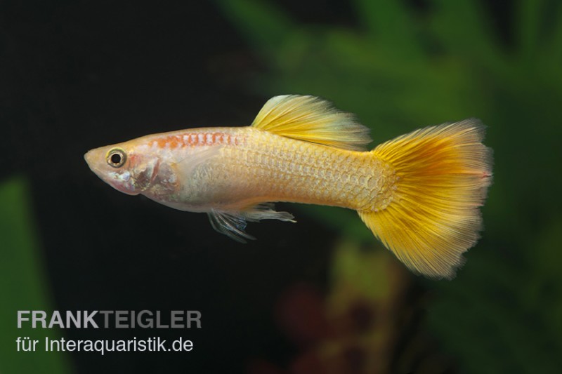 Guppy neongelb, Poecilia reticulata, Guppy Männchen