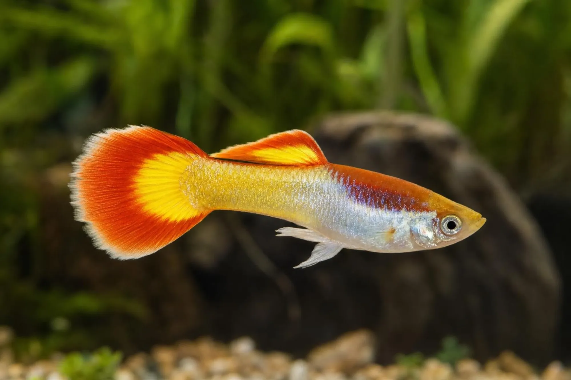 Flame-Guppy, Männchen, Poecilia reticulata