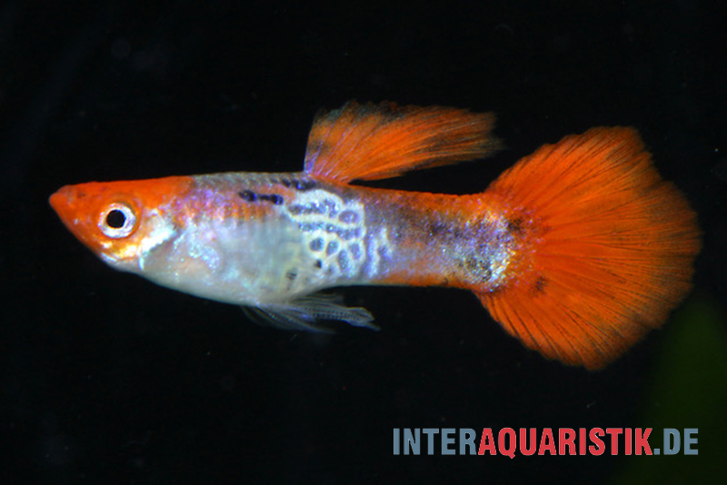 Guppy Cobra Red Cap, Poecilia reticulata, Männchen