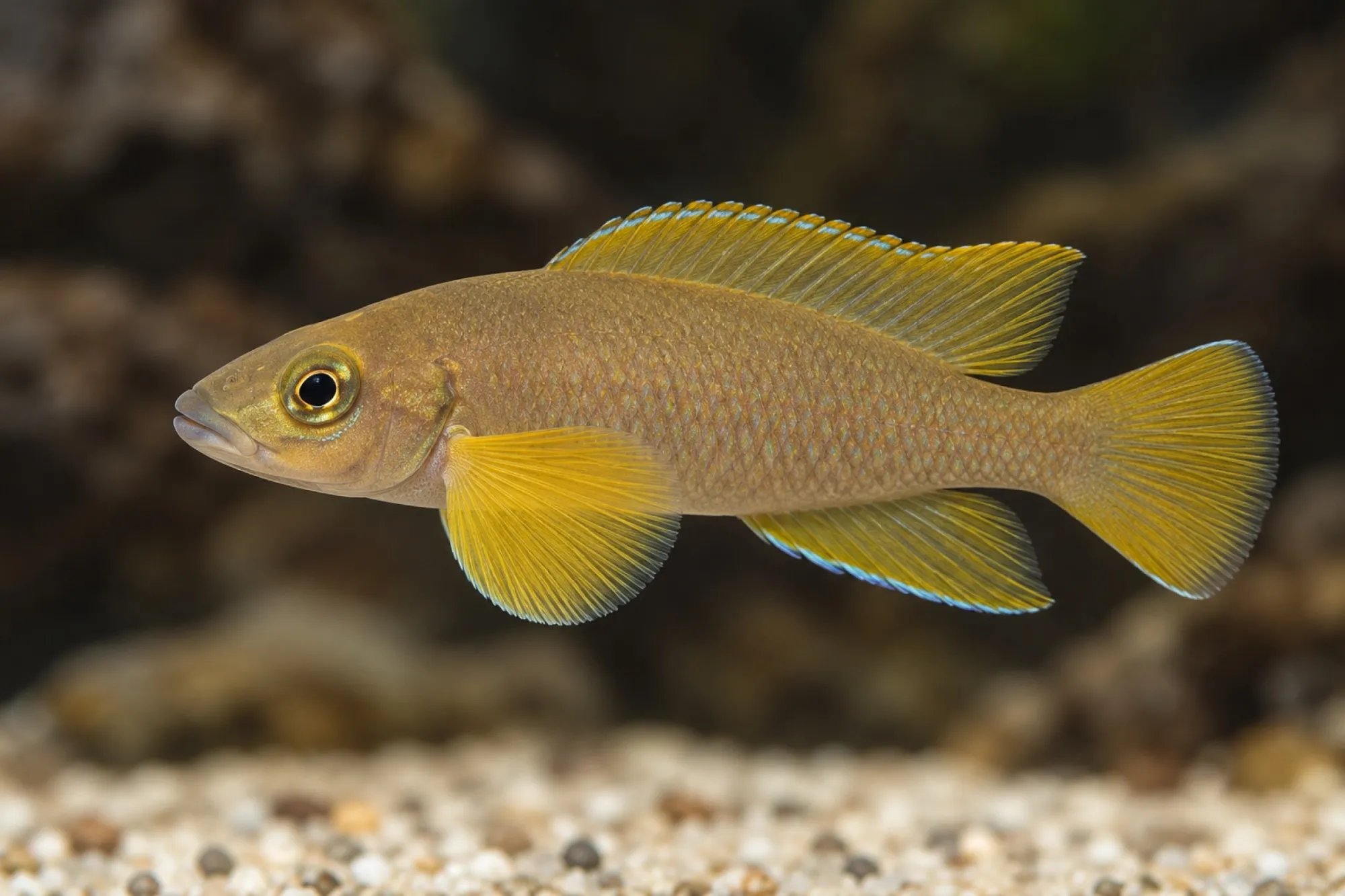 Brustflossen-Tanganjikabuntbarsch, Neolamprologus pectoralis
