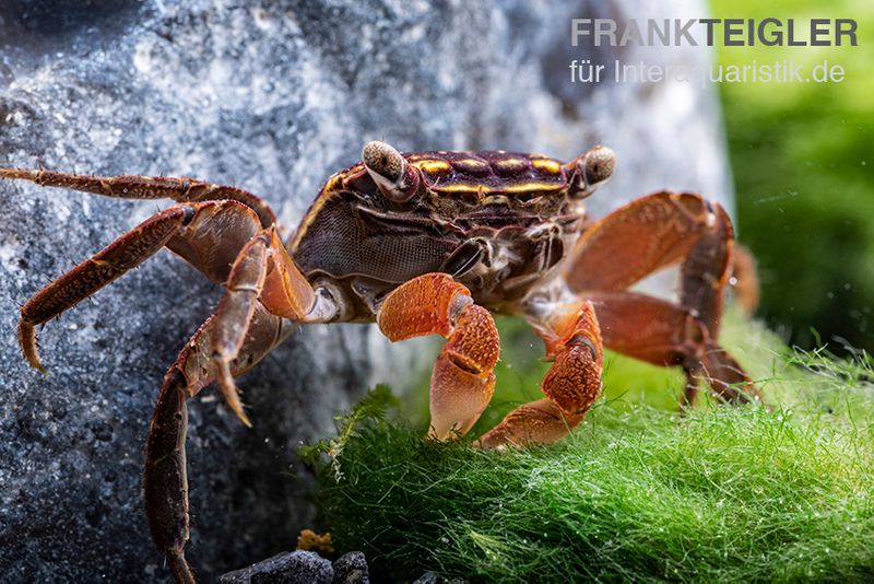 Neon Face Mangrovenkrabbe, Perisesarma eumolpe, Zufällig ausgewählt