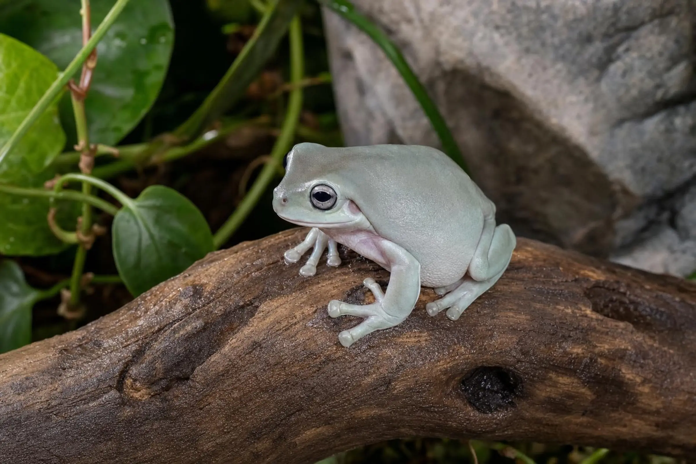 Korallenfinger-Laubfrosch „Super Snow“, Litoria caerulea