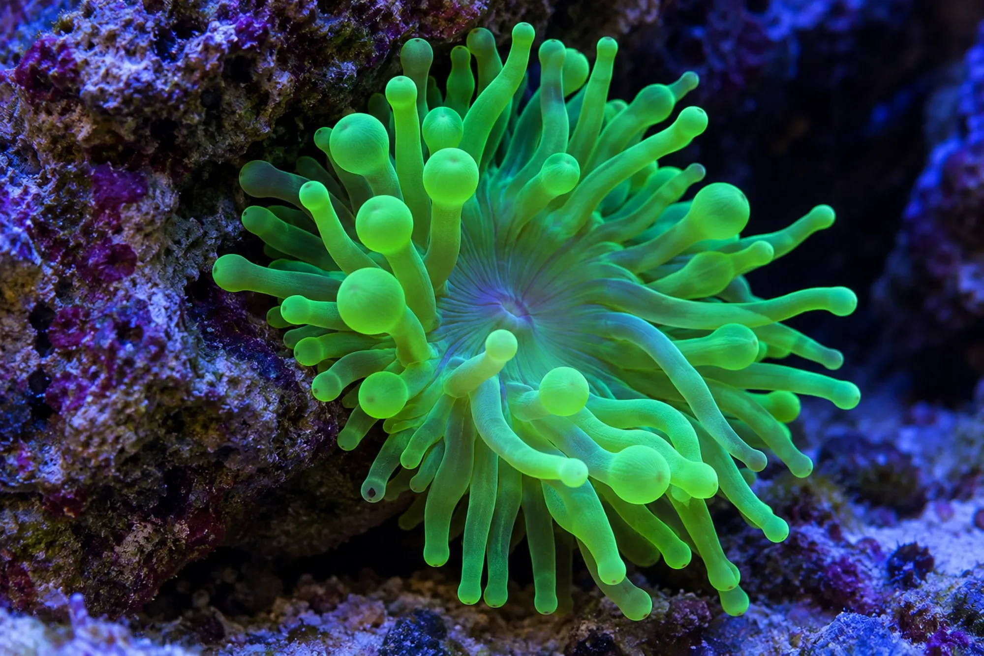 Blasenanemone „Neongrün“, Entacmaea quadricolor, Größe S–M