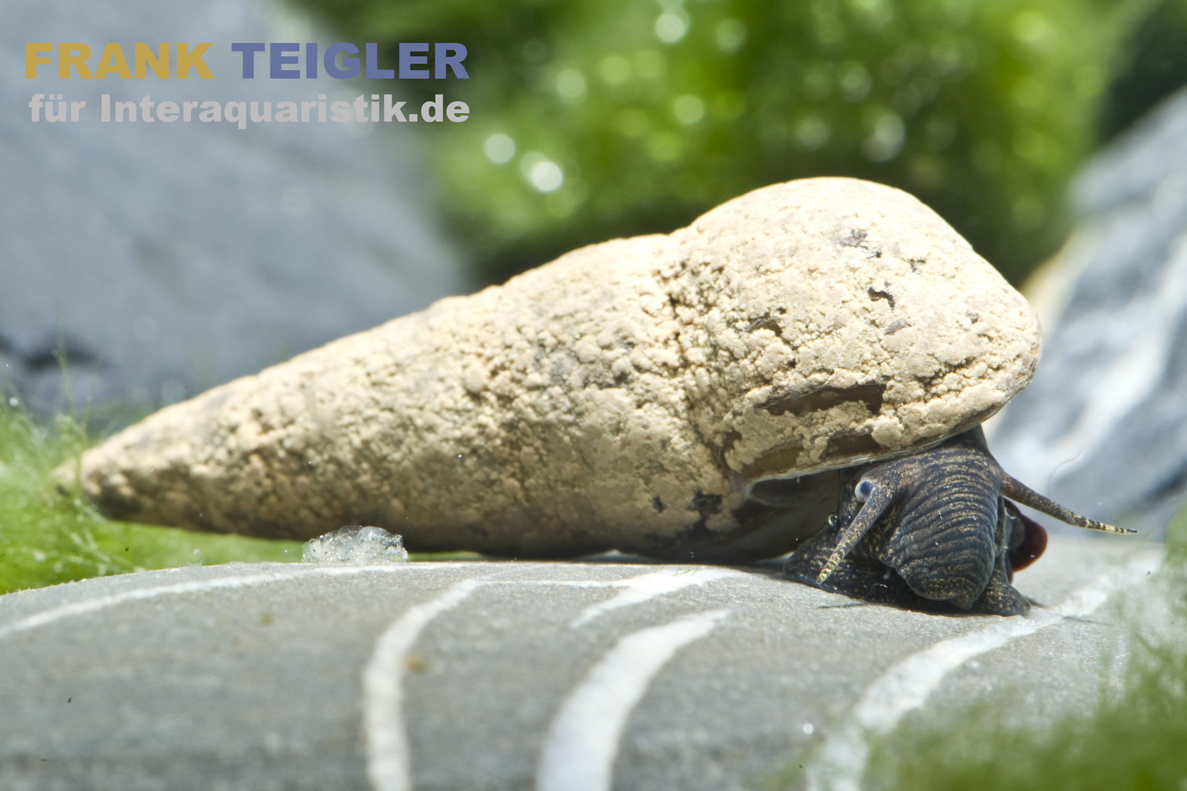 Donnerkeilschnecke, Tylomelania perfecta